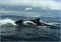 Pilot whales